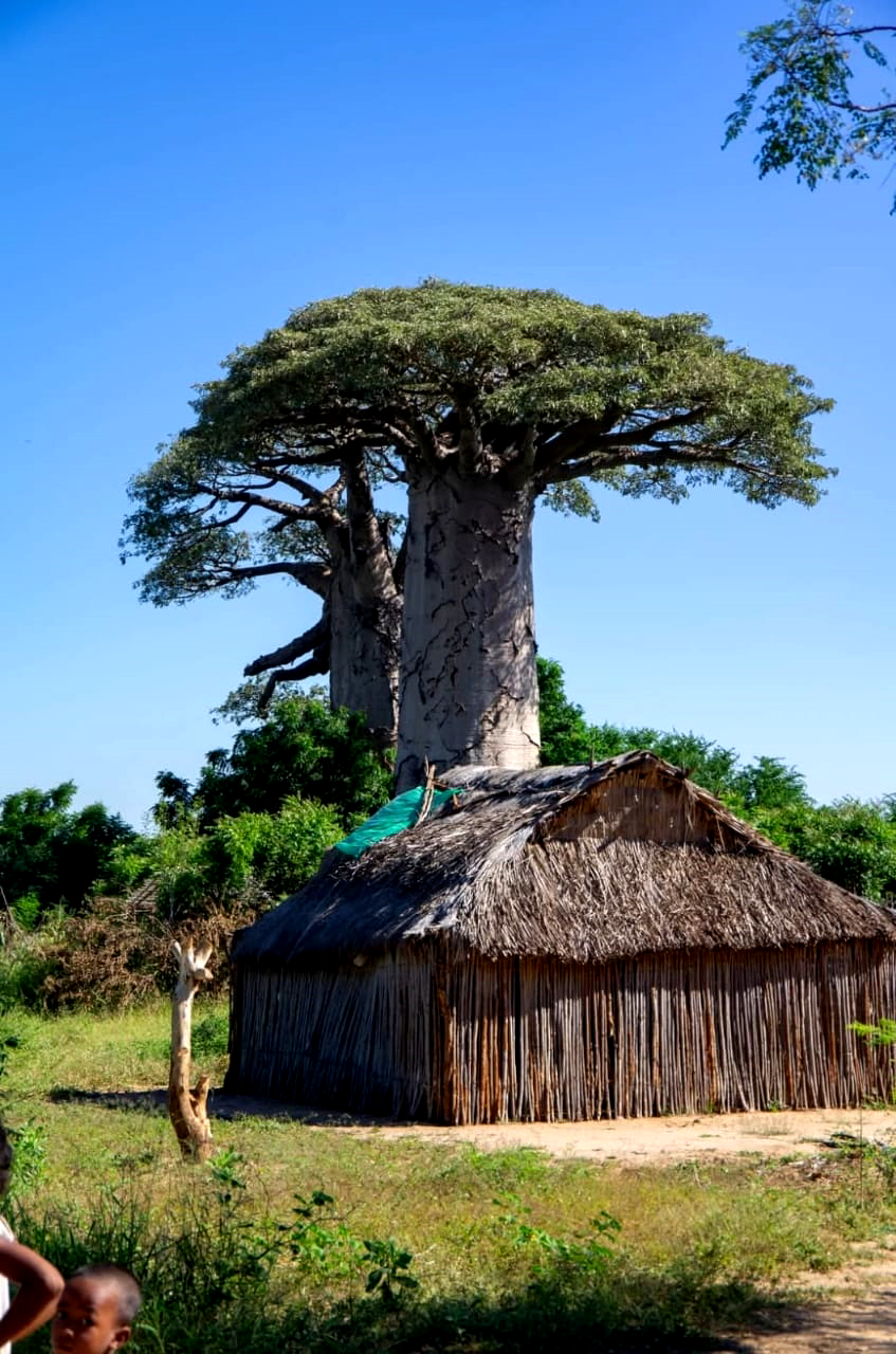 Baobab dominant une maison traditionnelle