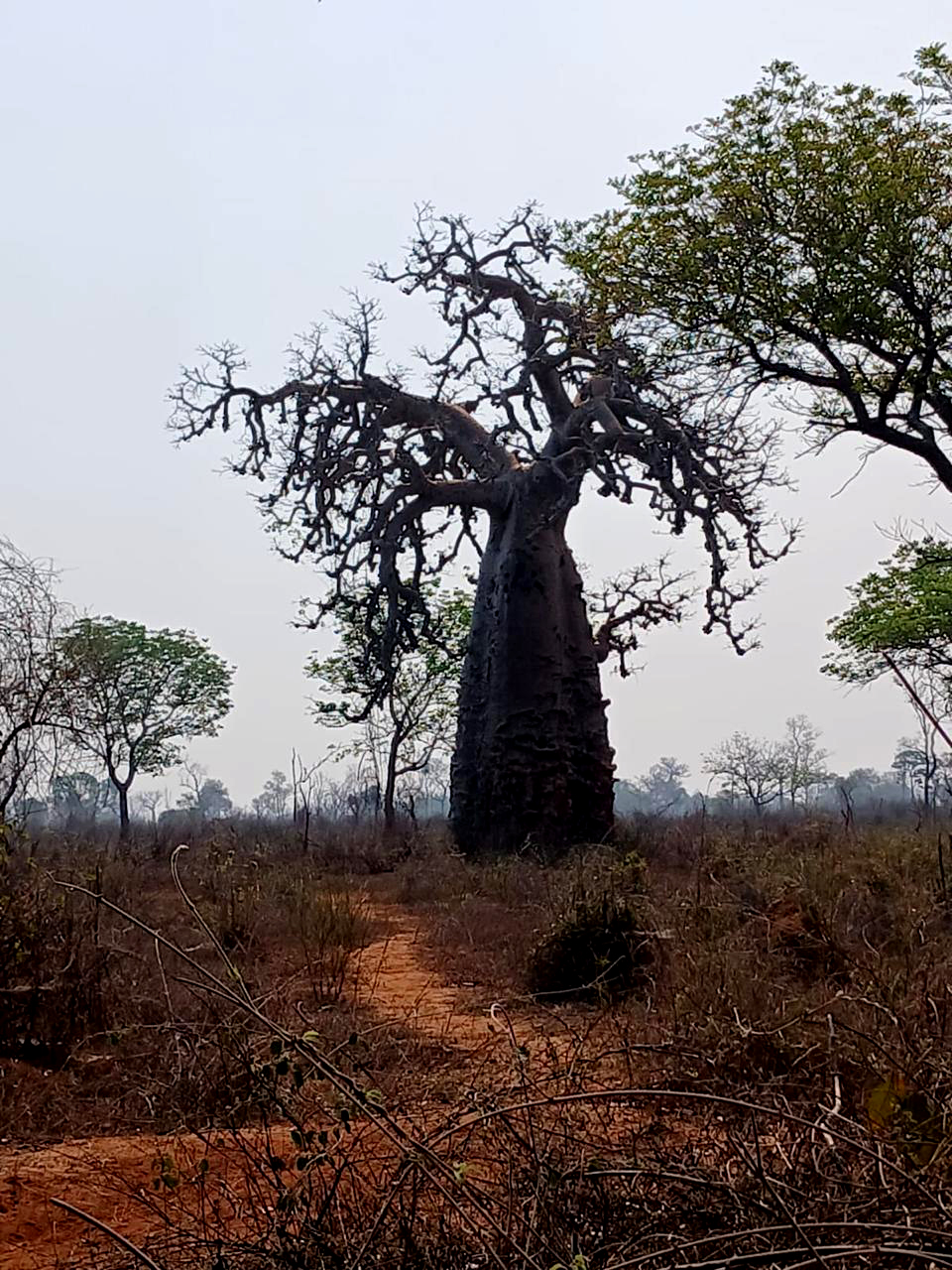 Baobab au tronc très tortueux et sombre