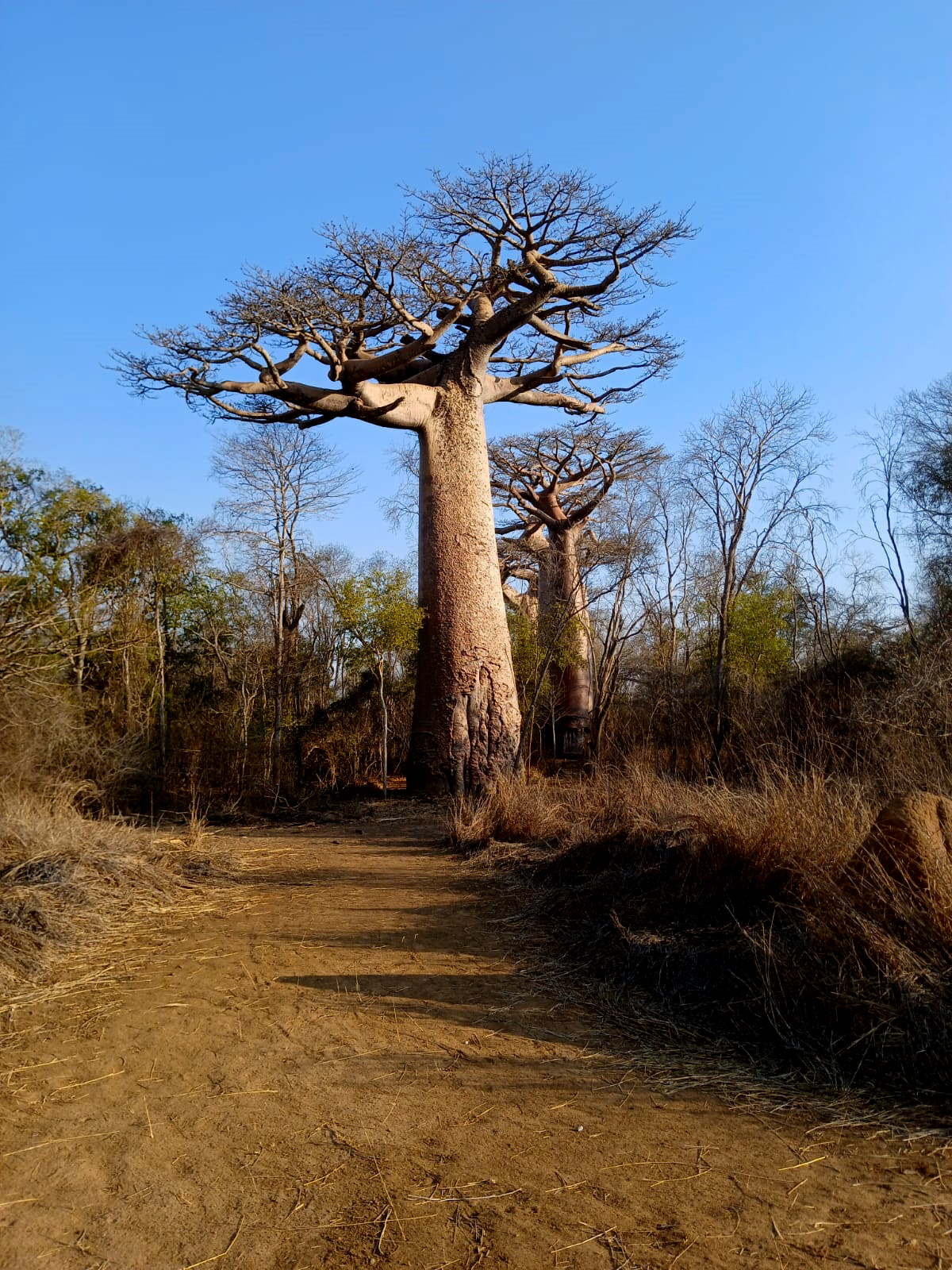 Baobab sans feuilles sous un ciel bleu