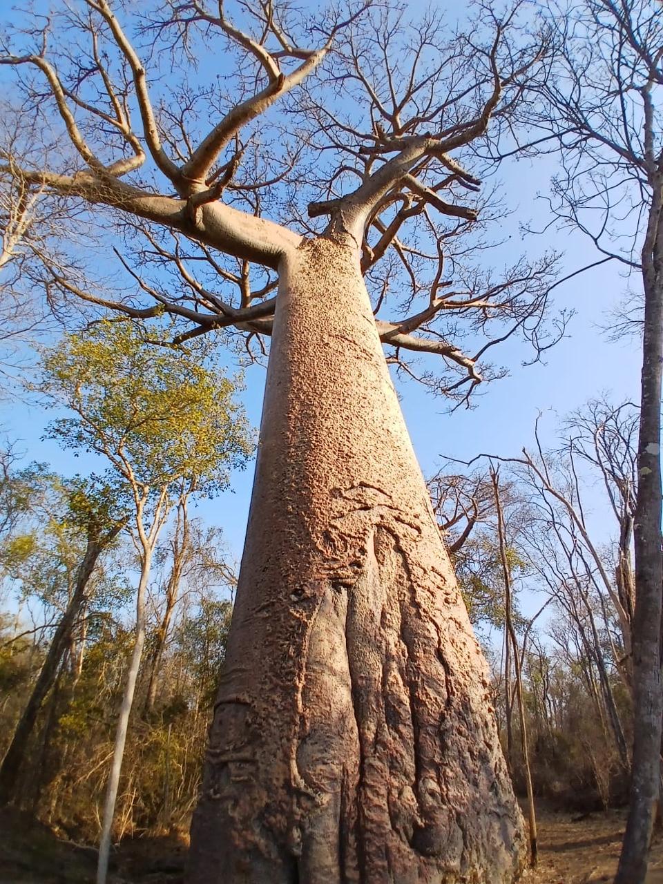 Gros plan sur le tronc d'un grand baobab