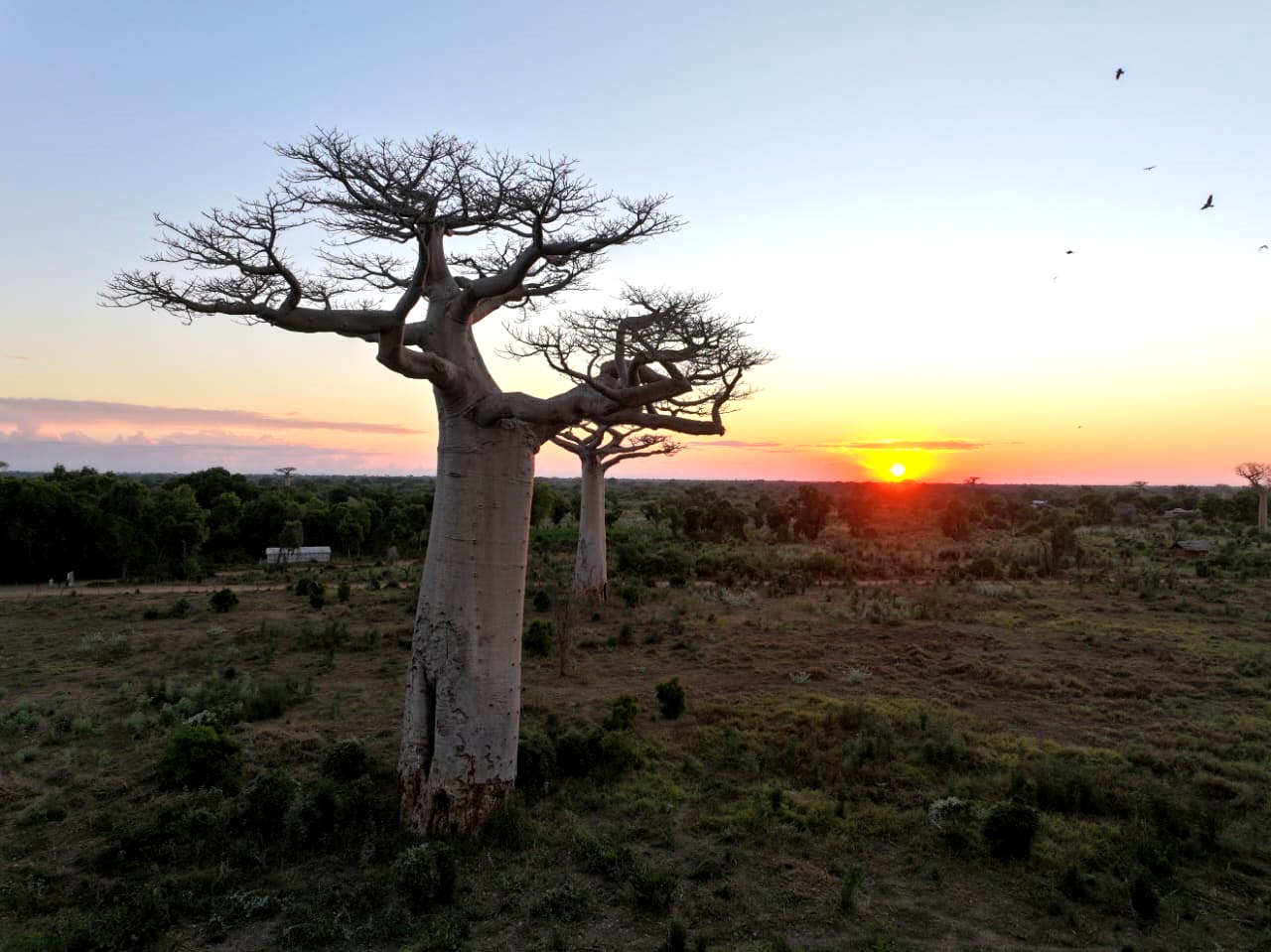 Deux baobabs au coucher du soleil dans un paysage ouvert
