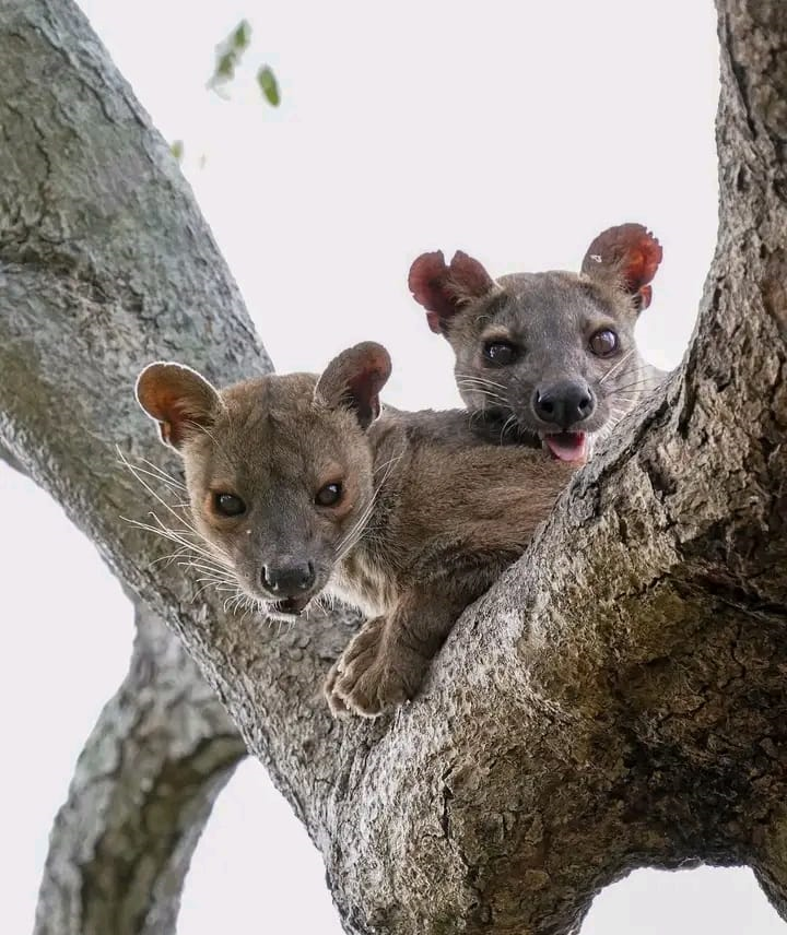 Fosa Madagascar