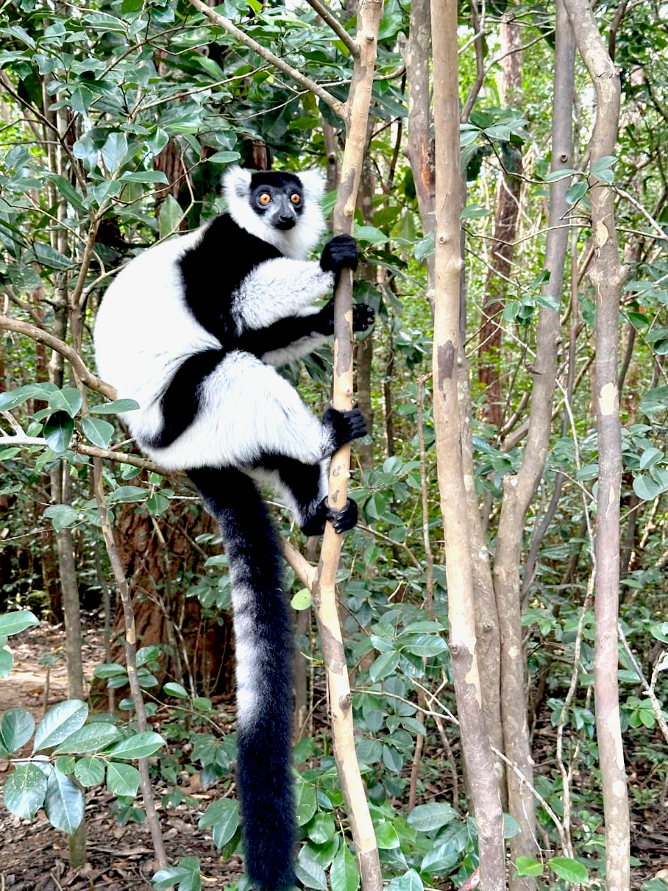Lémurien Madagascar
